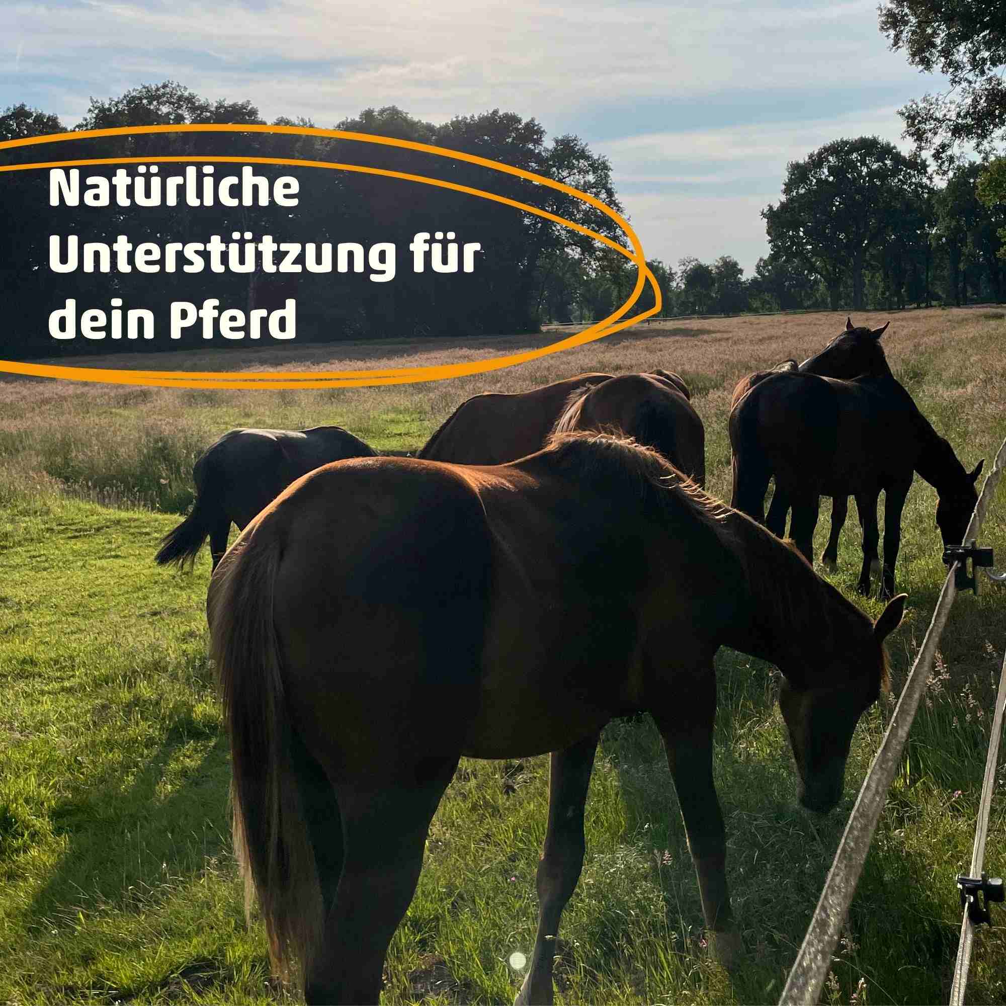 Haus- & Hoftiere Bokashi für Pferde (ehemals HorseCare Bokashi) - Natürlich fermentiert