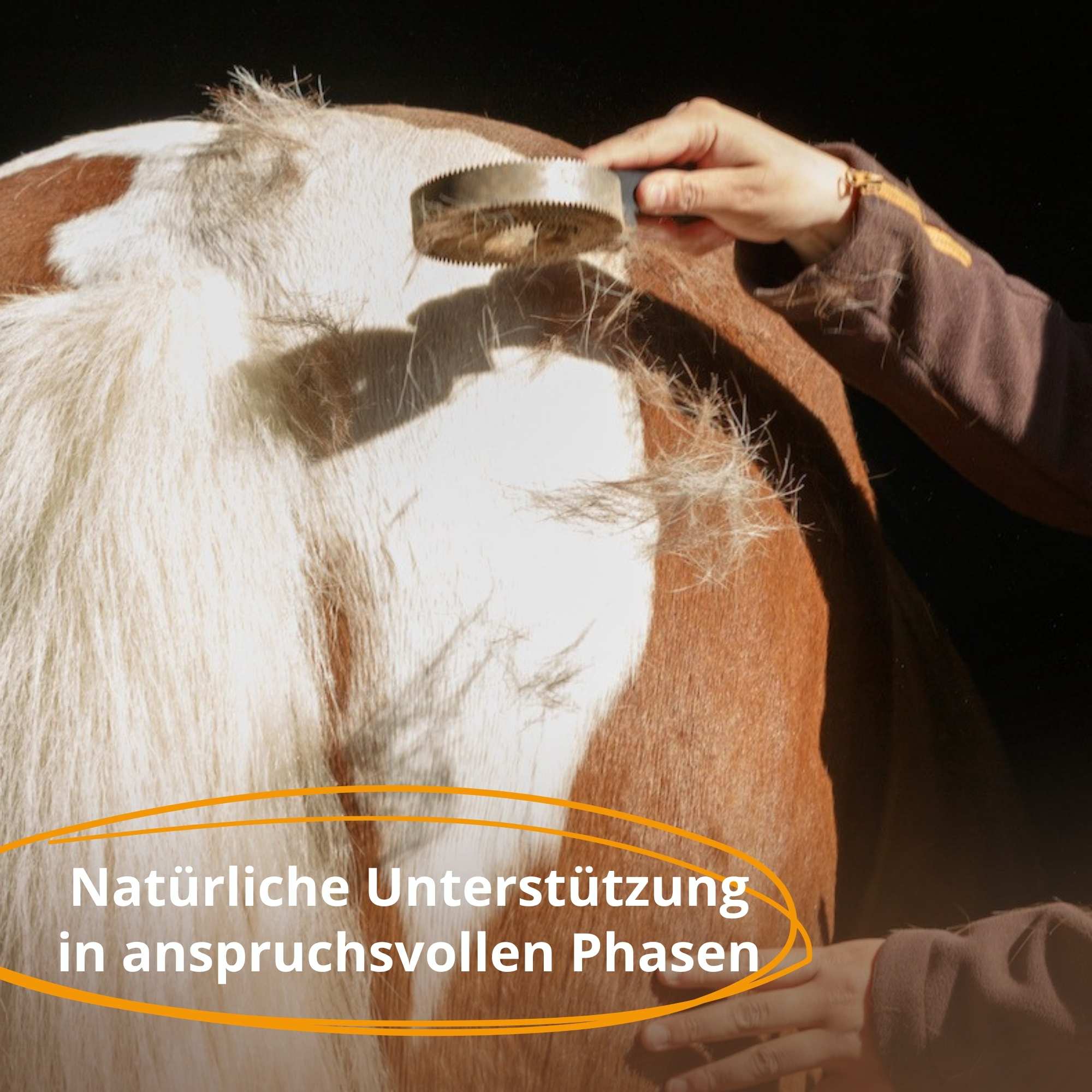 HorseCare Fellwechsel-Paket - Stärkung von Haut, Fell & Stoffwechsel bei Pferden