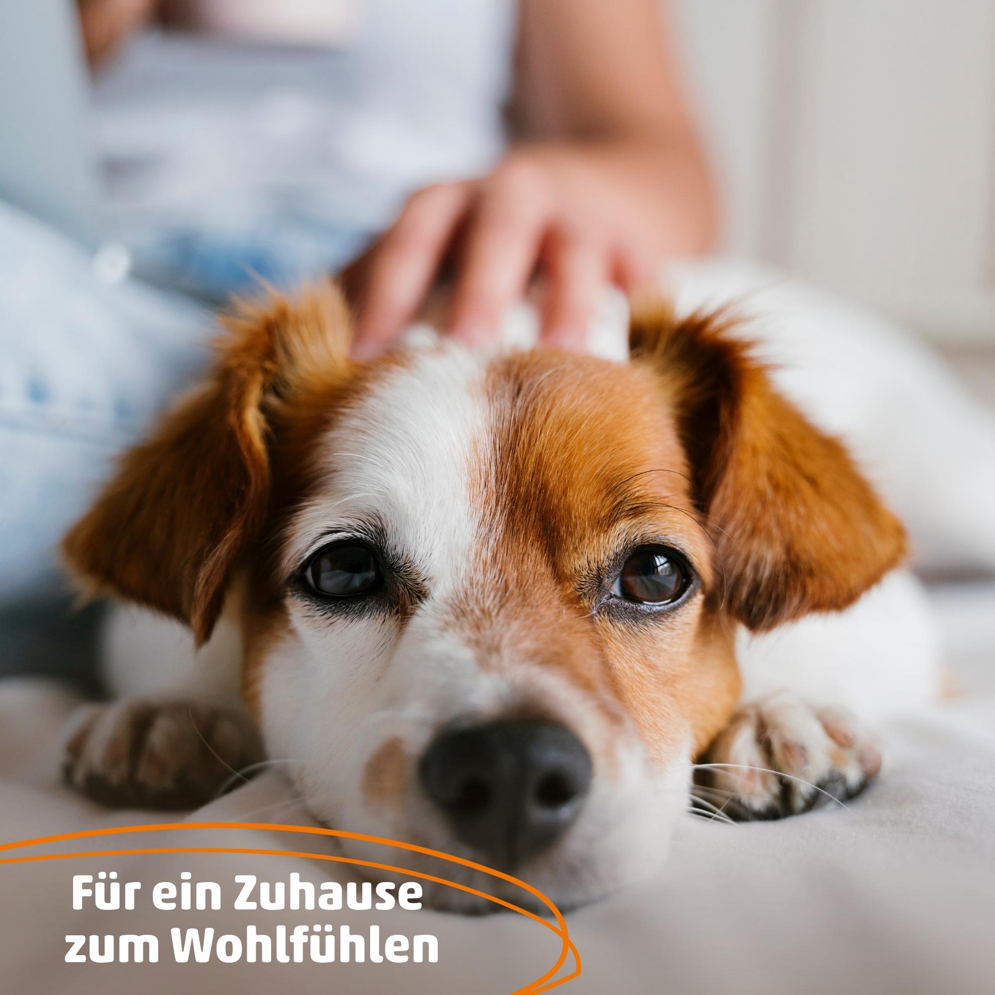 PetCare Umgebungsspray - Effektive Mikroorganismen für Haustiere, beseitigt Gerüche