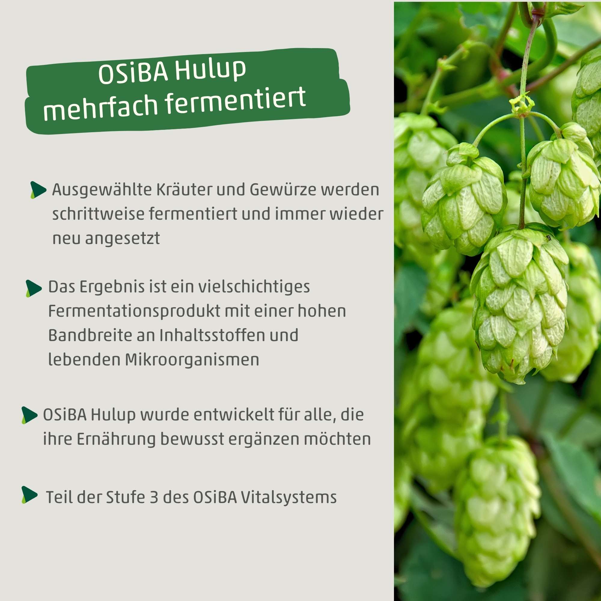 OSiBA Hulup - Bio Fermentationsgetränk enzymreich & mehrfach fermentiert