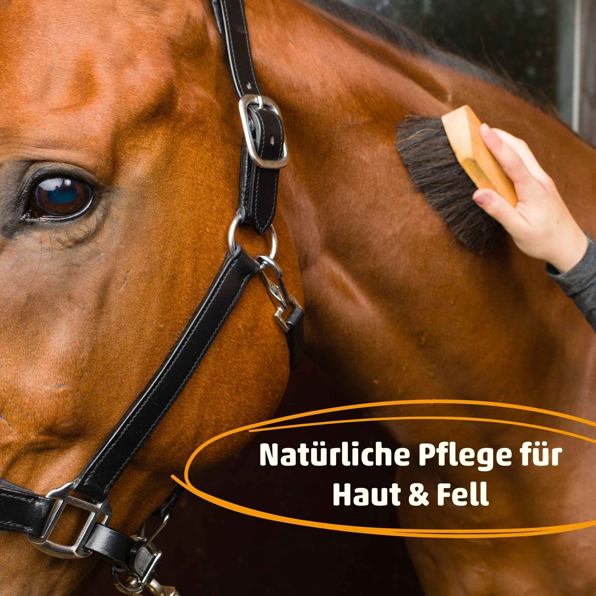 HorseCare Fellkur - Haut- & Fellpflege für Pferde mit Effektiven Mikroorganismen