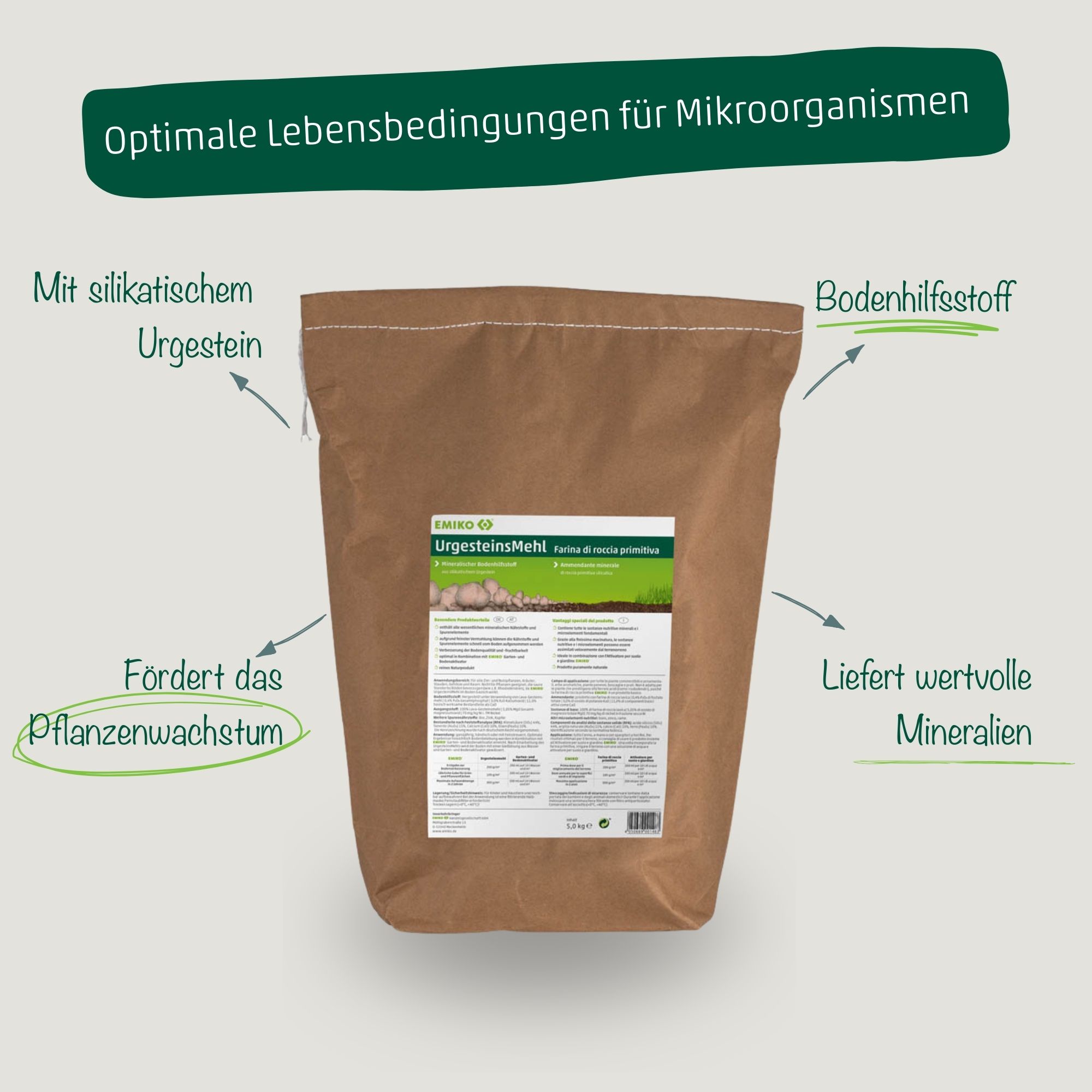 chinakohl saatgut Saatgut Chinakohl 'Tatsoi' Bio - Brassica rapa rosularis