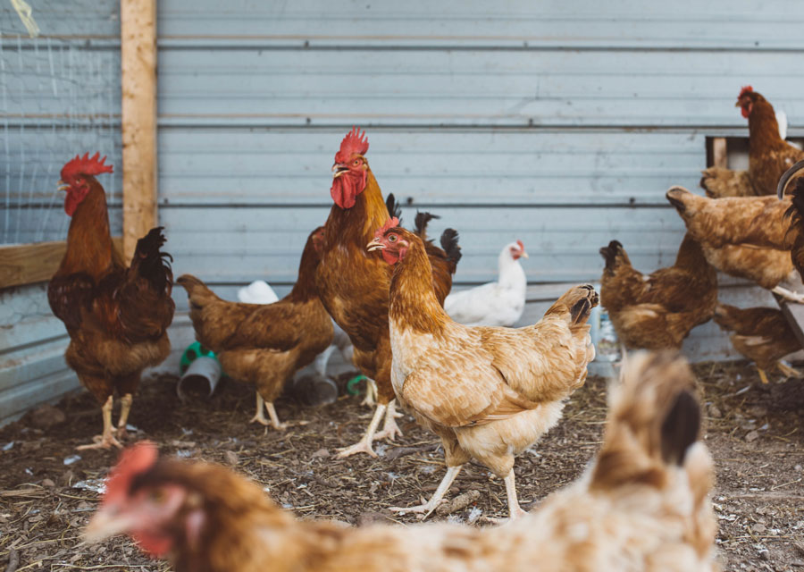 Hühner im Stall werden mit effektiven Mikroorganismen von EMIKO gefüttert