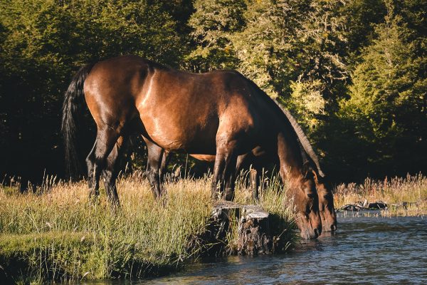 Pferde trinken Wasser am Fluss