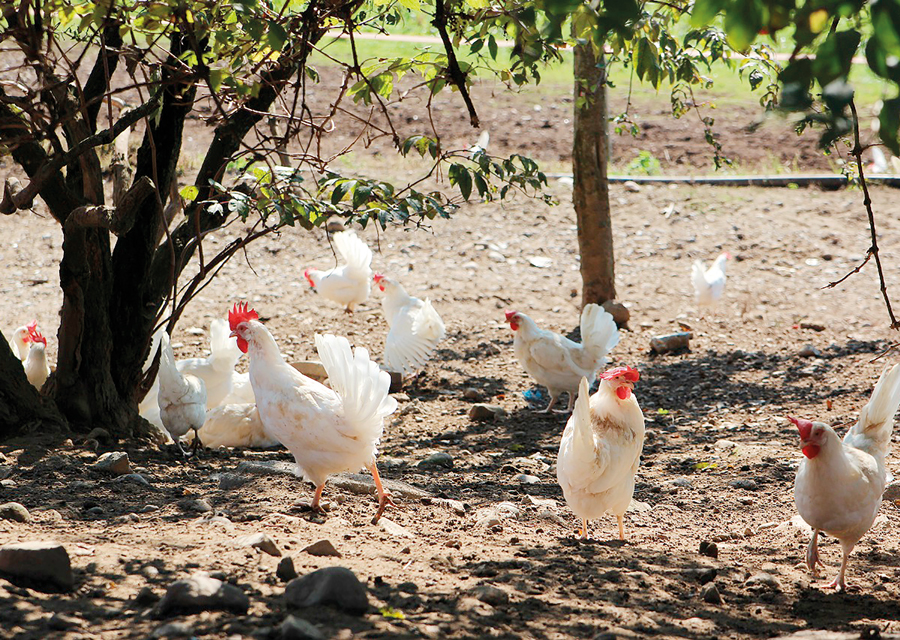 Hühner im Auslauf auf Boden