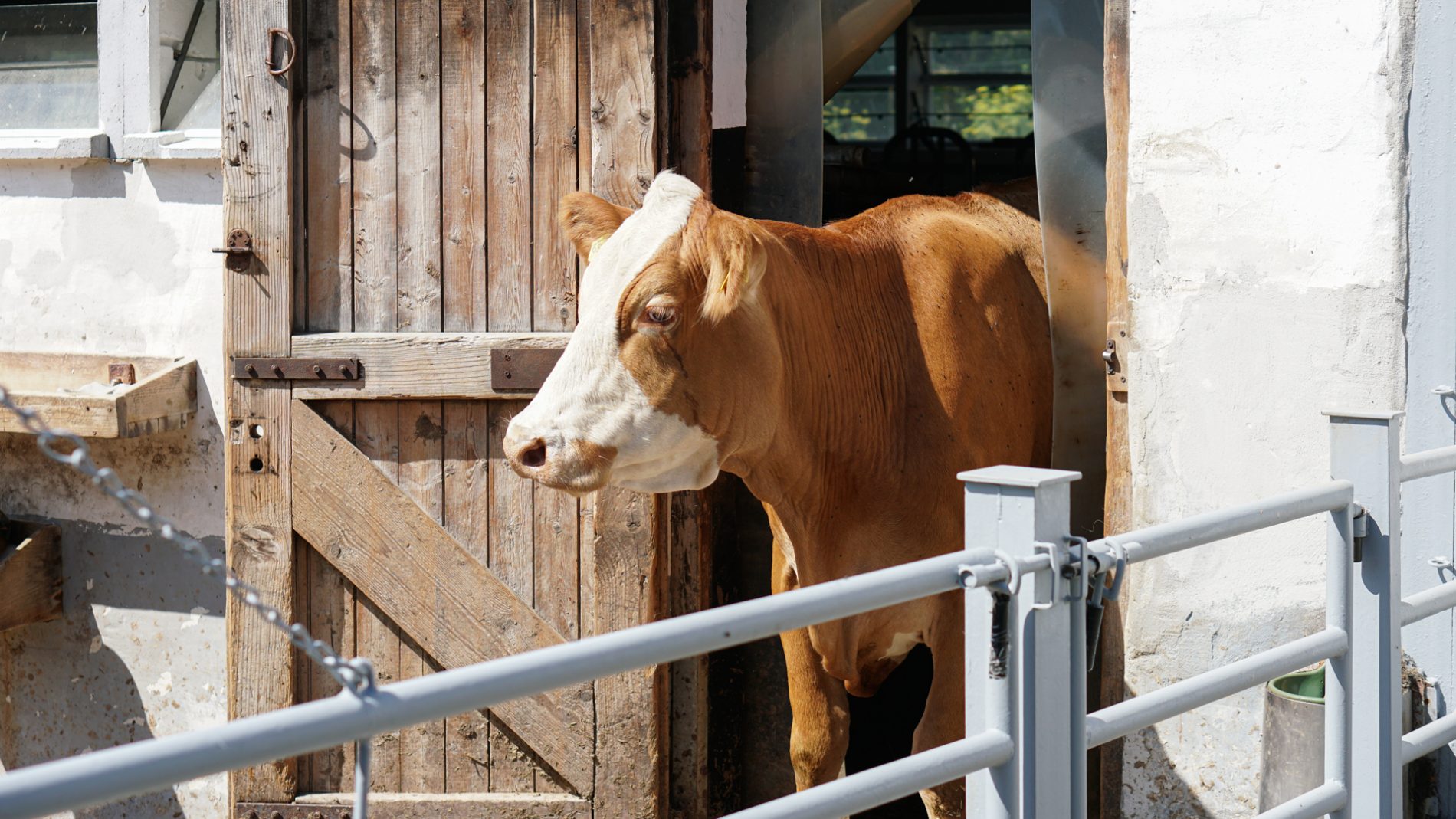 Kuh steht im Stall und profitiert von effektiven Mikroorganismen