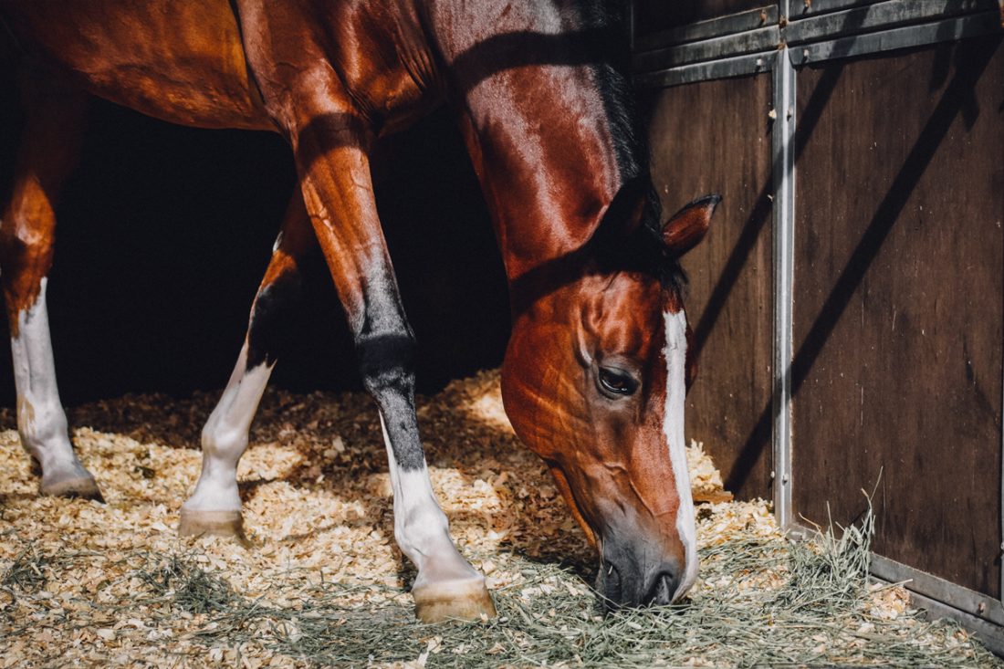 Heulage für Pferde verbessern mit EM