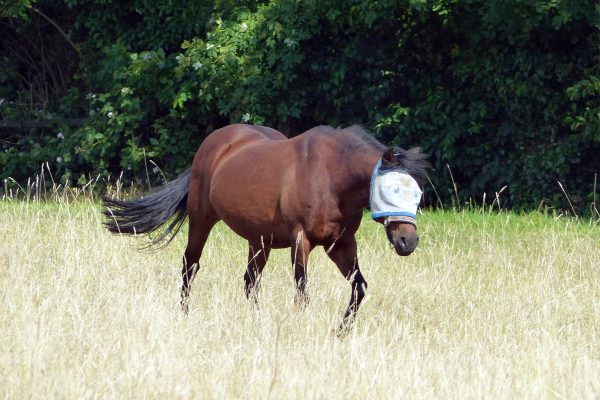 Pferd mit Fliegenschutz