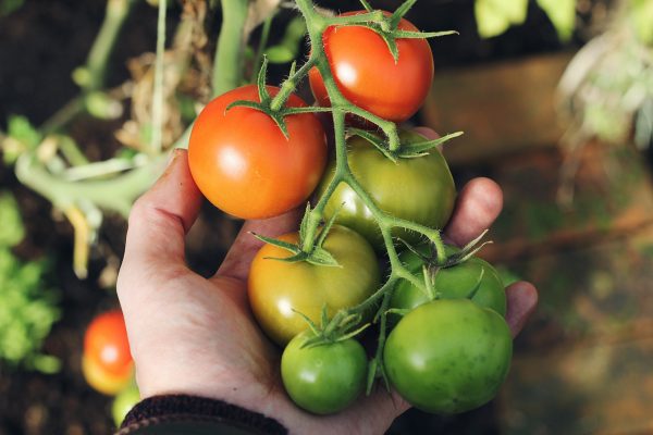 Hand hält erfolgreich angebaute Tomaten