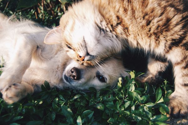 Hunde und Katzen mit Nahrungsergänzungsmittel versorgen