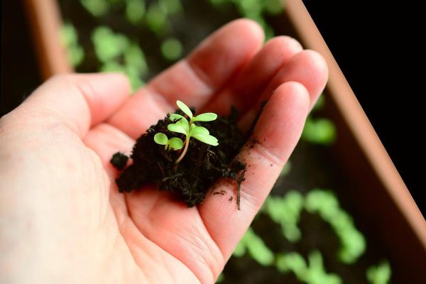 Junge Pflanze mit Erde in einer Hand