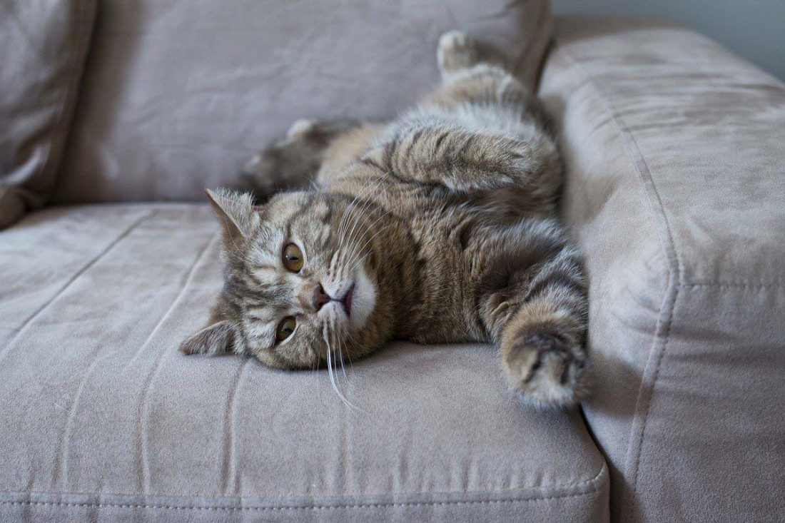 Katze verteilt Gerüche auf Sofa