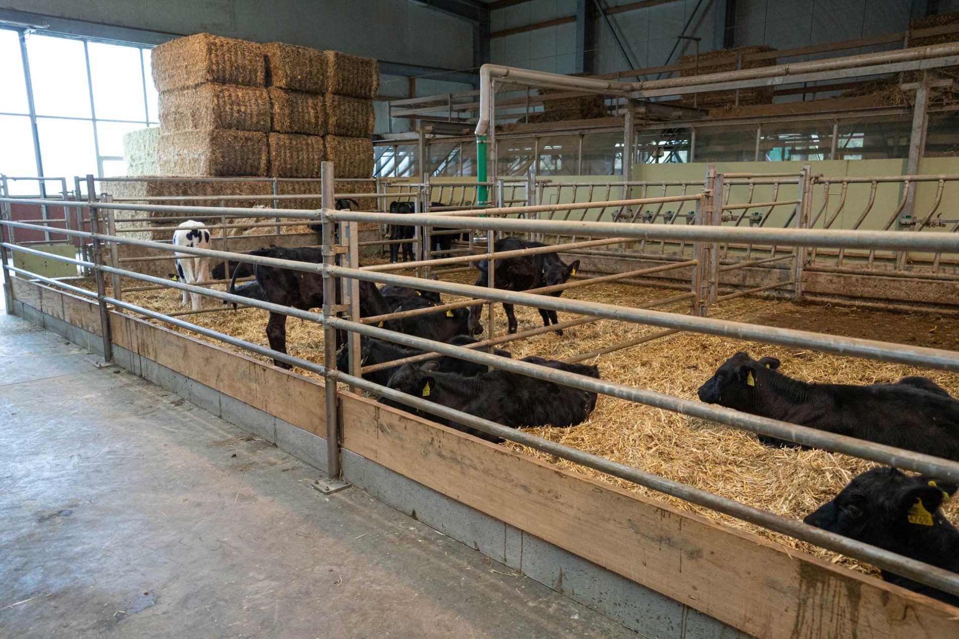 Kühe stehen im Stall auf Boden mit Gülle