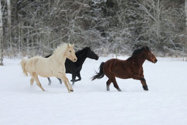 Pferdeherde galoppiert gemeinsam durch Winterlandschaft