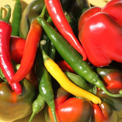 Paprika- und Chili-Ernte – das Gemüse sieht aus wie gemalt.