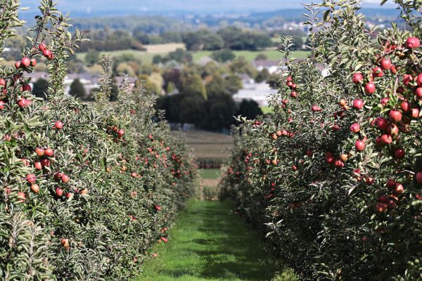 Apfelbaumpflantage