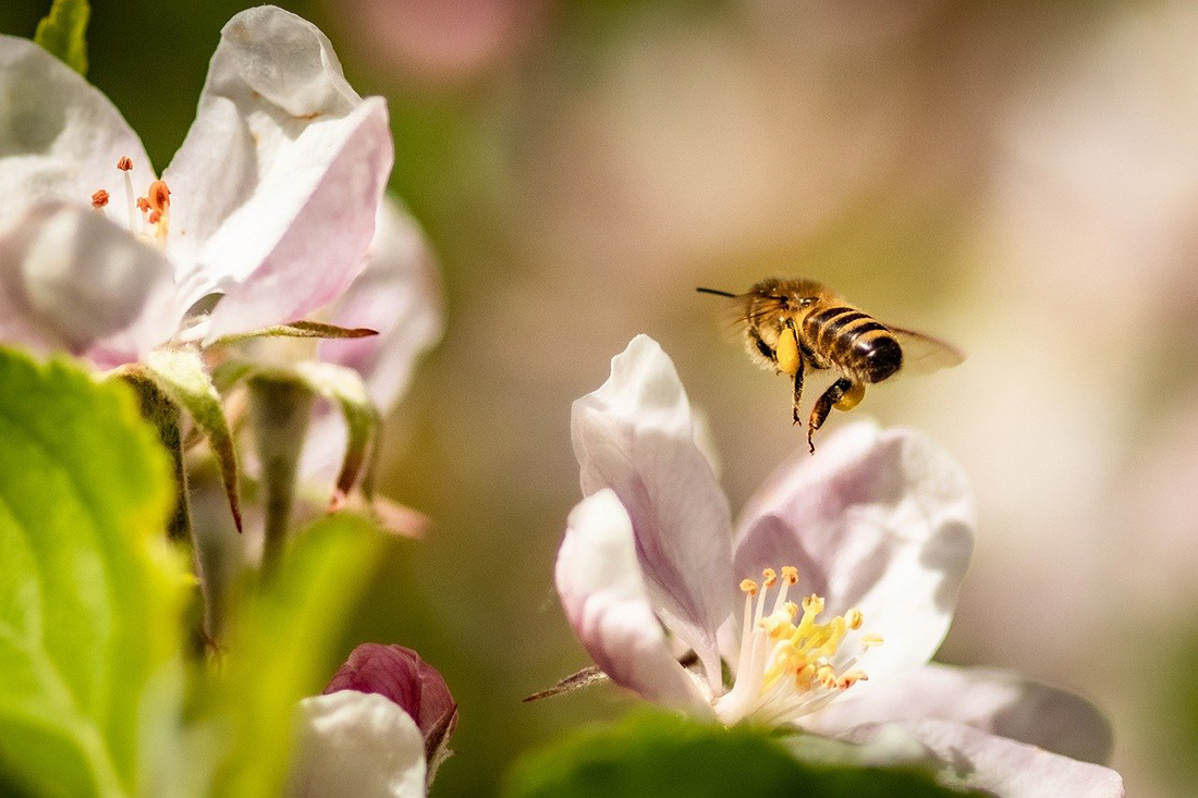 Biene landet auf Blüte