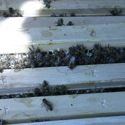 Bienen klettern aus dem Bienenstock