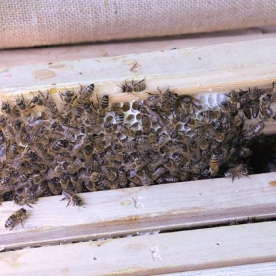 Bienen und Honigwaben