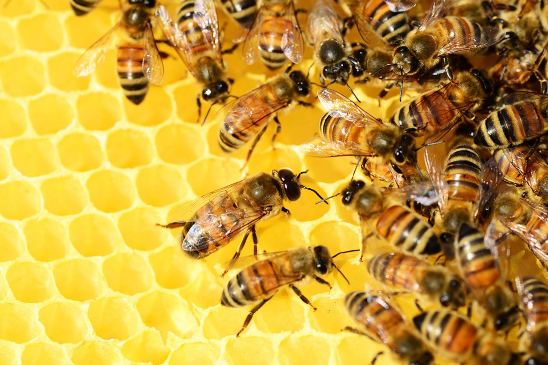 Honigbiene an Wabe
