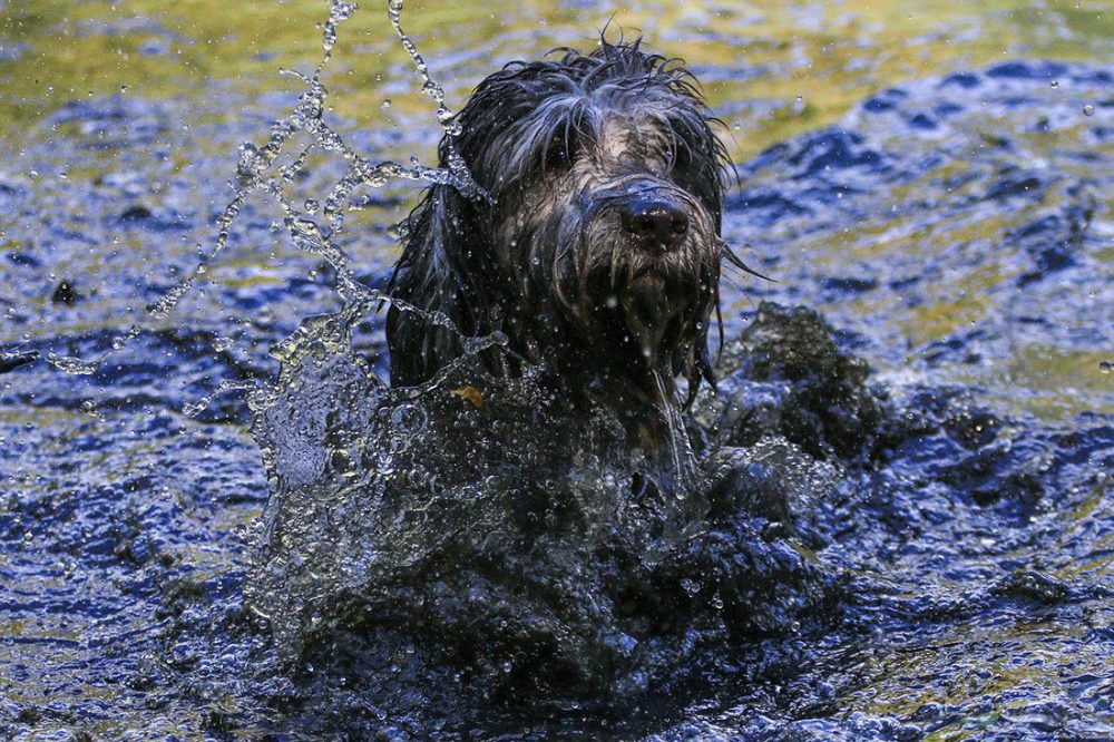 » Fellpflege beim Hund mit EM für glänzendes und kräftiges Fell
