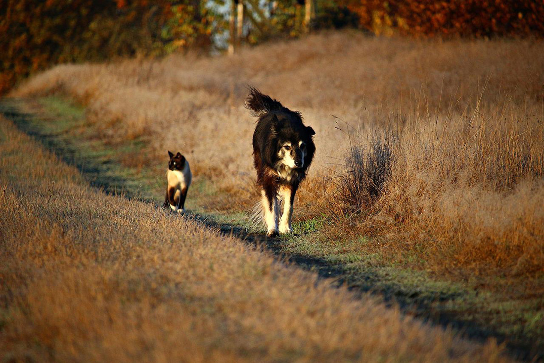 Hund und Katze laufen nebeneinander