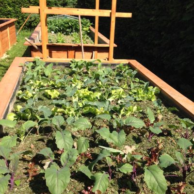 Frisch gepflanzt: Rotkohl, verschiedene Salate, Kohlrabi