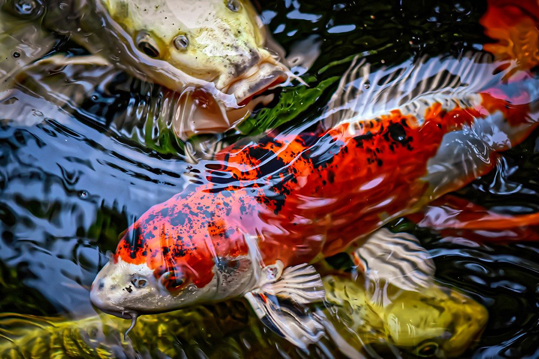Koi Karpfen schwimmmen im Teich
