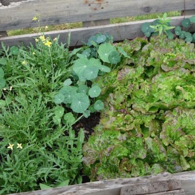Salat und Kapuzinerkresse im Beet